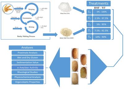 Utilization of malted barley flour as replacement of wheat flour to improve technological, rheological, physicochemical, and organoleptic parameters of fortified breads